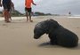 VÍDEO: lobo-marinho aparece na beira da praia e é cercado por veranistas e bombeiros