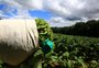 Reinado do tabaco: como Canguçu se tornou o maior produtor do Brasil