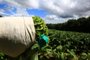  CANGUÇU - RS-BR 08.02.2019O município de Canguçu é o maior produtor de tabaco do Brasil.Patrique Strelow, colhendo tabaco.FOTÓGRAFO: TADEU VILANI - AGÊNCIARBS