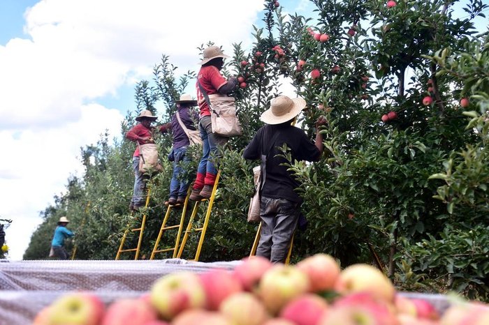 Trabajador agrícola en Washington con cesta de manzanas
