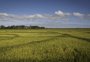 O que explica a redução de 3,8% da área de arroz no RS na próxima safra