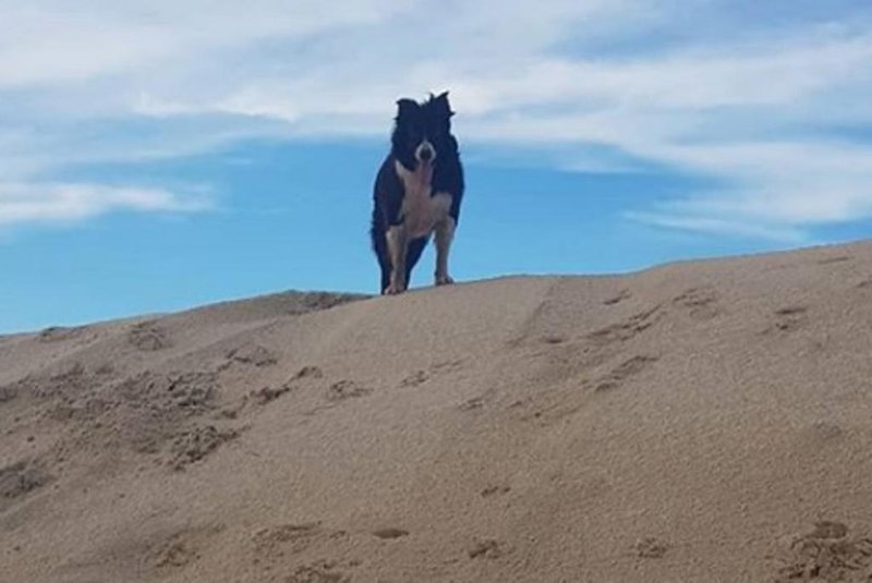 Cão Jacó morre atropelado no Ceará. O  border collie Jacó era considerado o cachorro mais habilidoso do Brasil e participaria de competição na Europa