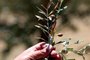 CANDIOTA, RS, BRASIL, 06/12/2018 - Produtores de uvas e oliveiras estão tendo prejuízos na lavoura, por causa do uso do herbicida 2,4 D usado pelos produtores  de soja. Na foto: Azeites Batalha.  Galho que recebeu o herbicida com frutos secos e folhas retorcidas.   (FOTOGRAFO: FERNANDO GOMES / AGENCIA RBS)