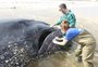 Baleia-jubarte que estava encalhada em Mostardas  enterrada na praia
