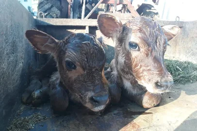 Bezerros gêmeos, macho e fêmea, primeiros de uma série de três partos de bovinos gêmeos em dois meses. Em Monte Belo do Sul, nascimento em 24/12/2018.