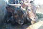 Bezerros gêmeos, macho e fêmea, primeiros de uma série de três partos de bovinos gêmeos em dois meses. Em Monte Belo do Sul, nascimento em 24/12/2018.
