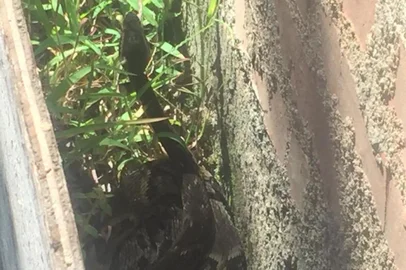 O surgimento de uma cobra no terreno de uma empresa em Caxias do Sul preocupa moradores e comerciantes no bairro Sanvitto II, que buscam ajuda para o resgate do animal, que está ao lado do muro que dá o a uma fábrica.