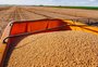Epidemia de peste suína na China afeta mercado global de soja, diz FAO