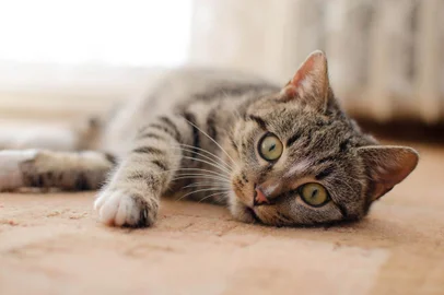 gato deitado em casa