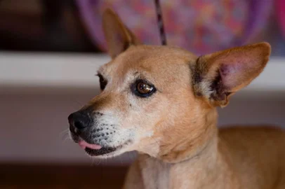 Panqueca é um dos cães auxiliados pela ONG Na Rua Nunca Mais. 
