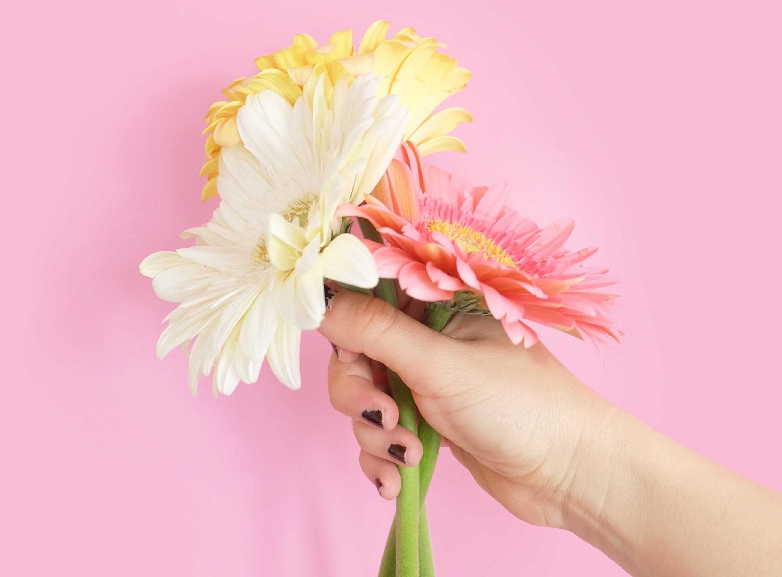 Flores no Dia da Mulher? Colunistas de GaúchaZH opinam sobre a tradição | Donna Flores no Dia da Mulher? Colunistas de GaúchaZH opinam sobre a tradição | Donna