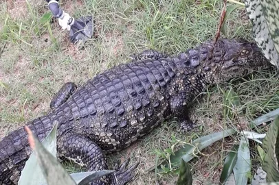 Jacaré aparece no quintal de casa em Laguna, em Santa Catarina