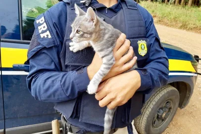 Homem é detido por abandonar gato na BR-116, em Vacaria. 