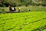 Mudança na aposentadoria rural causa desconforto