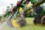  PASSO FUNDO, RS, BRASIL, 04/09/2018: Glifosato é usado na preparação do solo para o plantio de soja pelo sistema de cultivo direto.(FOTO: Diogo Zanatta / Especial )