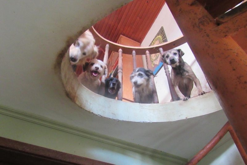 Proteção animal averigua denúncia de 24 cães confinados em dois apartamentos de idosa no centro de Caxias do Sul