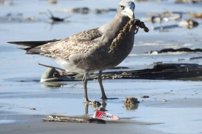 Gaivota na Lagoa do Peixe