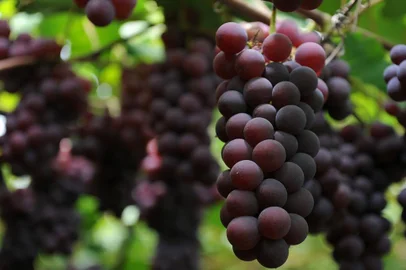  CAXIAS DO SUL, RS, BRASIL, 13/02/2019 - Produtores colhem uvas que serão distribuídas aos visitantes durante a festa, nos pavilhões. NA FOTO: propriedade de  Ademir Zanrosso, na Linha 40. Zanrosso, além de safristas, conta com a mãe, Aurora, para cortar e selecionar os melhores cachos da fruta. (Marcelo Casagrande/Agência RBS)