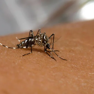  Picada do mosquito Aedes aegyptiLocal: Rio de JaneiroIndexador: Raquel PortugalFonte: Fiocruz Imagens