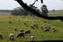  SÃOGABRIEL-RS-BR 16.11.2017Esquila de ovelhas no interior de São Gabriel.FOTÓGRAFO: TADEU VILANI AGÊNCIARBS - EDITORIA Campo e Lavoura