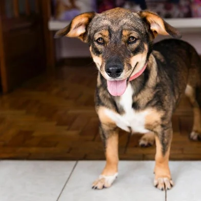 Evento destina recursos para proteção animal