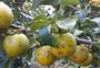 Prejuízo na agricultura após granizo na Serra chega a R$ 6,6 milhões, aponta Emater
