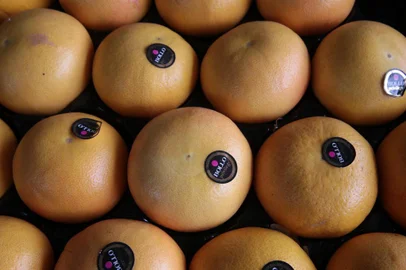  PORTO ALEGRE-RS- BRASIL- 15/04/2019- Frutas exóticas distribuídas pela CEASA. Frutas e legumes comercializados pepa Dico Comercial de Frutas e Legumes, A3. O pomelo (Citrus maxima), também chamada laranja-natal, cimboa ou toranja (na verdade toranja é outra fruta) é uma fruta cítrica, fruto de uma árvore da família Rutaceae com 5 a 8 m de altura que vegeta e produz satisfatoriamente em regiões das mais variadas condições ecológicas.    FOTO FERNANDO GOMES/ ZERO HORA.