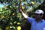  CAXIAS DO SUL, RS, BRASIL (10/04/2019)Produtores da Serra começam a colheita da laranja. Na foto, Eleandro Razadori, em Caravaggio da Terceira Légua. (Antonio Valiente/Agência RBS)