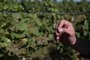  DOM PEDRITO, RS, BRASIL, 06/12/2018 - Produtores de uvas e oliveiras  estão tendo prejuízos na lavoura, por causa do uso do herbicida 2,4 D usado pelos produtores de soja. Na foto - Estância Guatambu, em Dom Pedrito. Proprietário Valter José Pötter.  (FOTOGRAFO: FERNANDO GOMES / AGENCIA RBS)