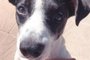  O cão comunitário Sorriso, que foi agredido e baleado em 13 de abril em Nova Hartz, no Vale do Sinos, recebeu alta na quinta-feira (25) após 12 dias internado em uma clínica. Foto: Projeto Amor Não Tem Raça/Arquivo Pessoal
