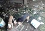 Em mês dedicado a combater maus-tratos, 61 notificações foram registradas em Caxias