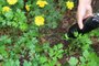 PORTO ALEGRE (RS): aplicação de chorume na horta caseira