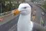 Gaivotas que bloqueiam câmera de trânsito de Londres viralizam na web