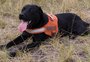 Corpo de Barney, cão que atuou no resgate de vítimas em Brumadinho, é localizado