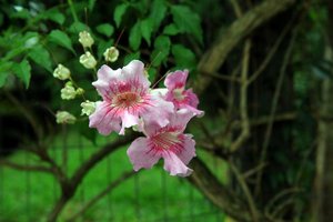 Tadeu Vilani / Agencia RBS