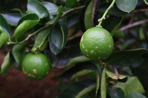 Tadeu Vilani / Agencia RBS