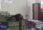 Bugio "visita" mercado em Viamão e surpreende clientes 