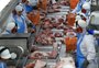 Epidemia na China mata cerca de 160 milhões de suínos
