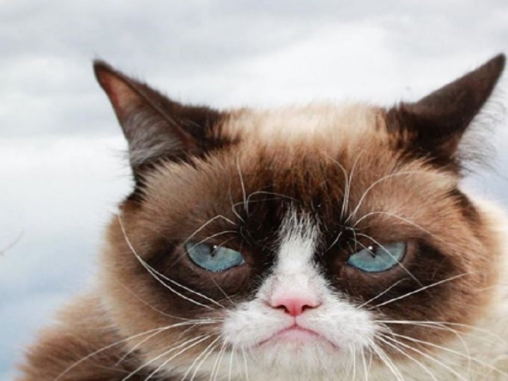 Grumpy Cat: gata rabugenta que virou meme na internet morre nos