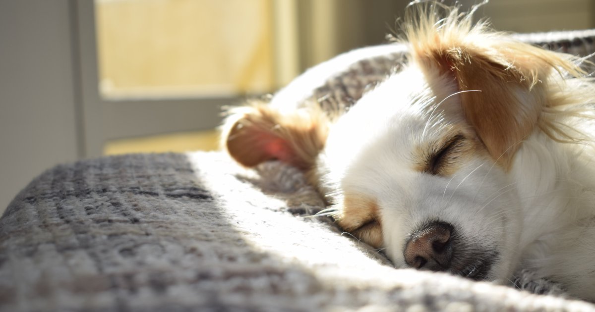 Seu Cachorro Dorme Na Cama Com Voce Saiba Como Tornar A Pratica