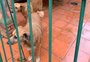 Veja onde estão hoje os cães que viviam nas casinhas na calçada do bairro Jardim do Salso