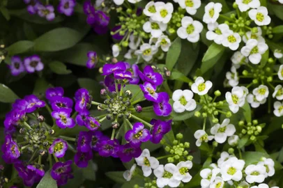  PORTO ALEGRE, RS, BRASIL - Fotografias de flores e insetos para matéria da chegada da primavera. Flor de mel.