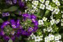  PORTO ALEGRE, RS, BRASIL - Fotografias de flores e insetos para matéria da chegada da primavera. Flor de mel.