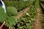 CANDIOTA, RS, BRASIL, 06/12/2018 - Produtores de uvas e oliveiras  estão tendo prejuízos na lavoura, por causa do uso do herbicida 2,4 D usado pelos produtores de soja.  Na foto - Vinícola Galvão Bueno. A esquerda folha normal e folhas atingidas pelo herbicida.  (FOTOGRAFO: FERNANDO GOMES / AGENCIA RBS)