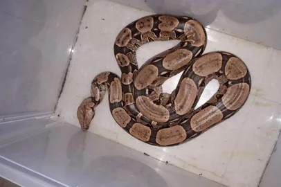 Jiboia é encontrada em pátio de casa no bairro Lourdes em Caxias 