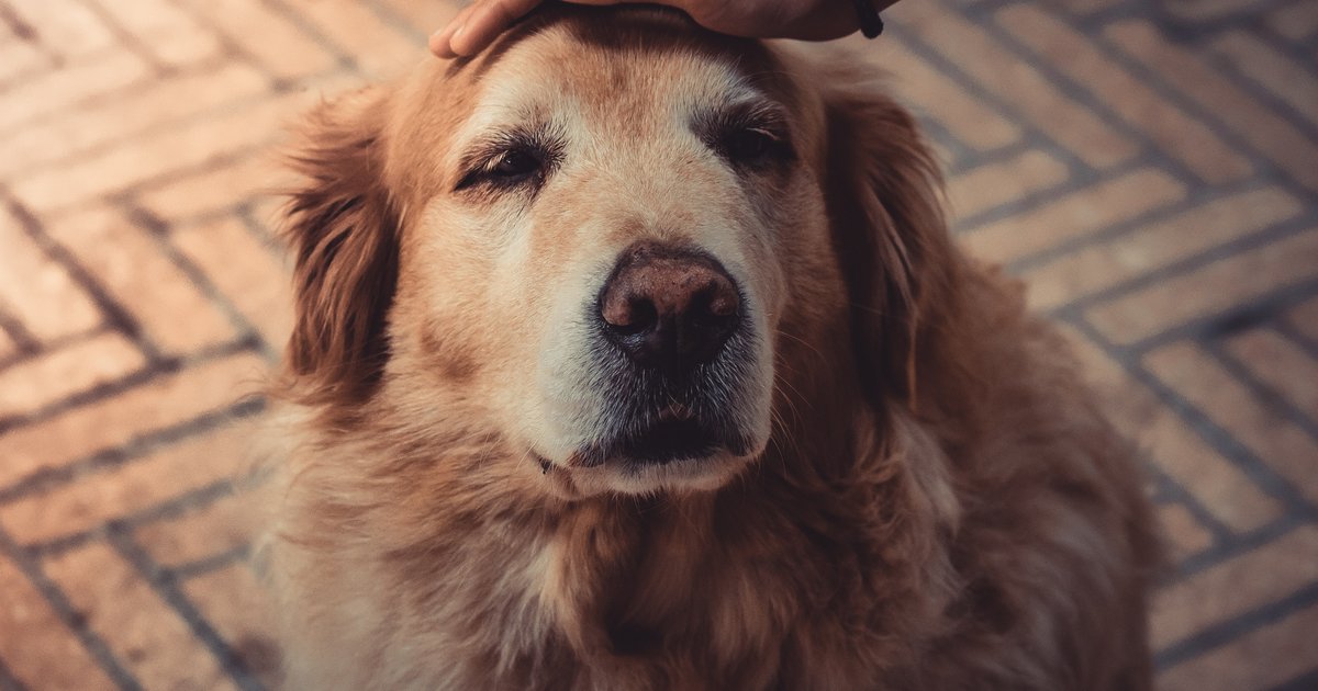 11 Alimentos Proibidos Para Cachorros Cuidado Vc Pode Ate