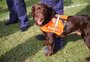 Cães e bombeiros do RS serão condecorados por trabalho de buscas em Brumadinho