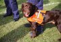 Saiba quem são os cães e os bombeiros homenageados 