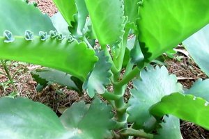 Reprodução / Banco de Dados