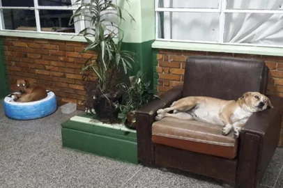 Depois de denúncia, alunos se unem para manter cães em escola de Canela